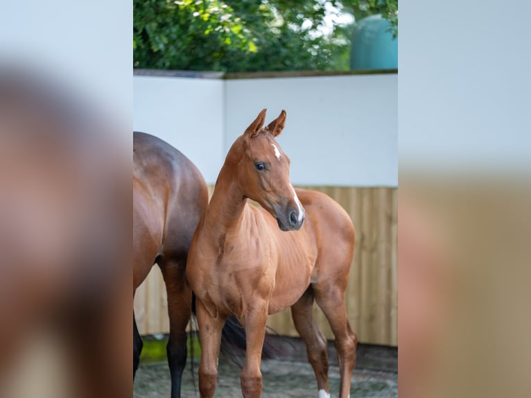 Belgian Warmblood Stallion Foal (04/2025) Chestnut-Red in GROTE-BROGEL