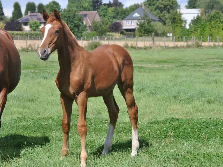 Belgian Warmblood Stallion Foal (03/2025) Chestnut-Red in GROTE-BROGEL