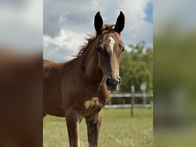 Belgian Warmblood Stallion Foal (05/2025) Chestnut-Red in Oosteeklo