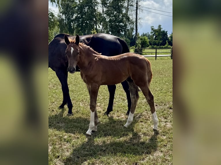 Belgian Warmblood Stallion Foal (05/2025) Chestnut-Red in Oosteeklo