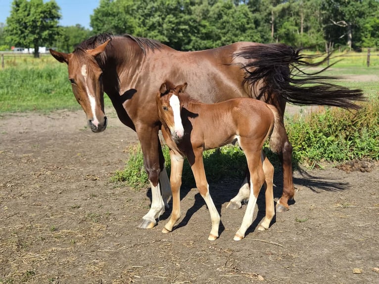 Belgian Warmblood Stallion Foal (06/2026) Chestnut-Red in Putte