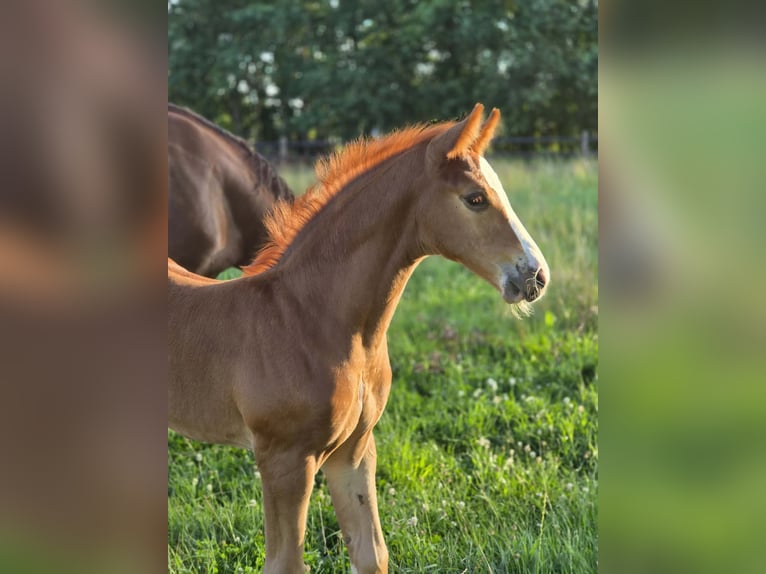 Belgian Warmblood Stallion Foal (06/2026) Chestnut-Red in Putte