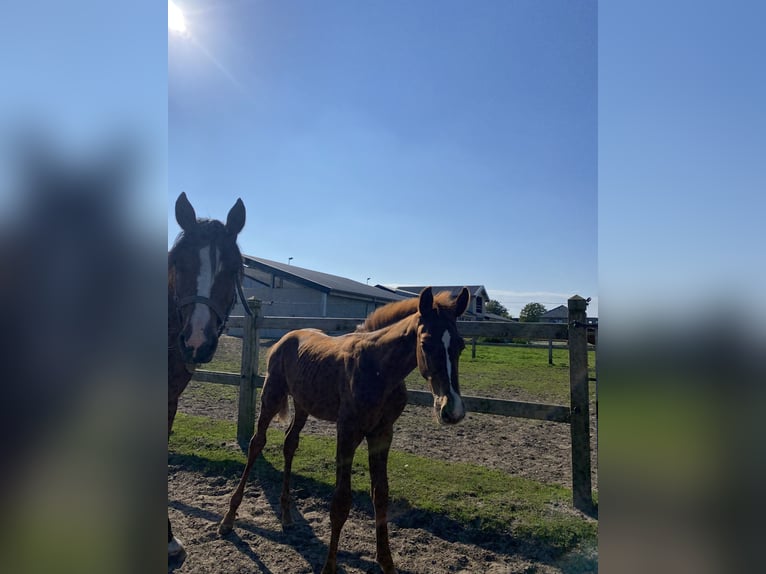 Belgian Warmblood Stallion Foal (06/2024) Chestnut-Red in Sleidinge