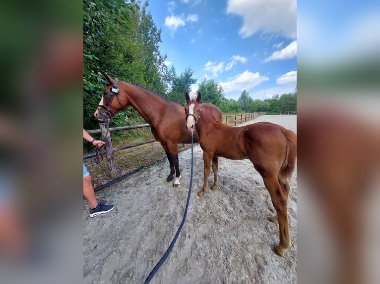 Belgian Warmblood Stallion Foal (05/2024) Chestnut-Red in Waasmunster