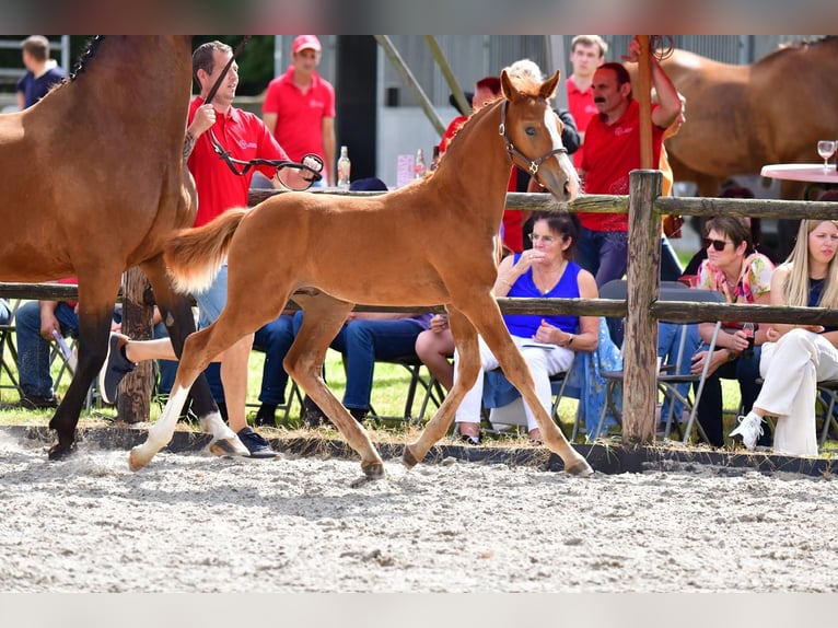 Belgian Warmblood Stallion Foal (05/2024) Chestnut-Red in Waasmunster