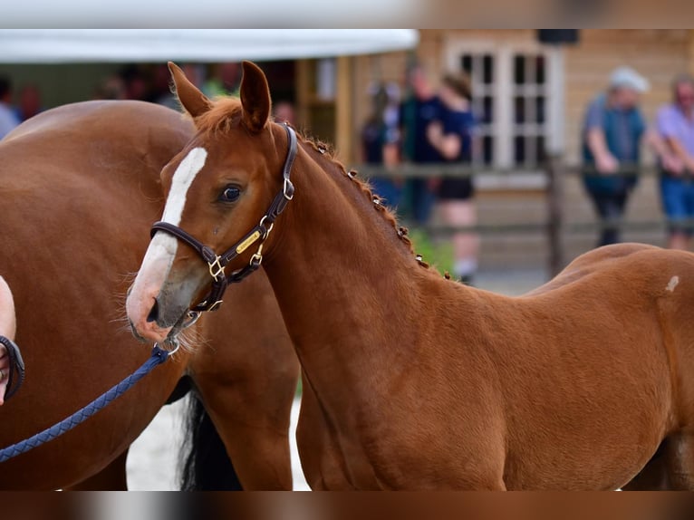 Belgian Warmblood Stallion Foal (05/2024) Chestnut-Red in Waasmunster