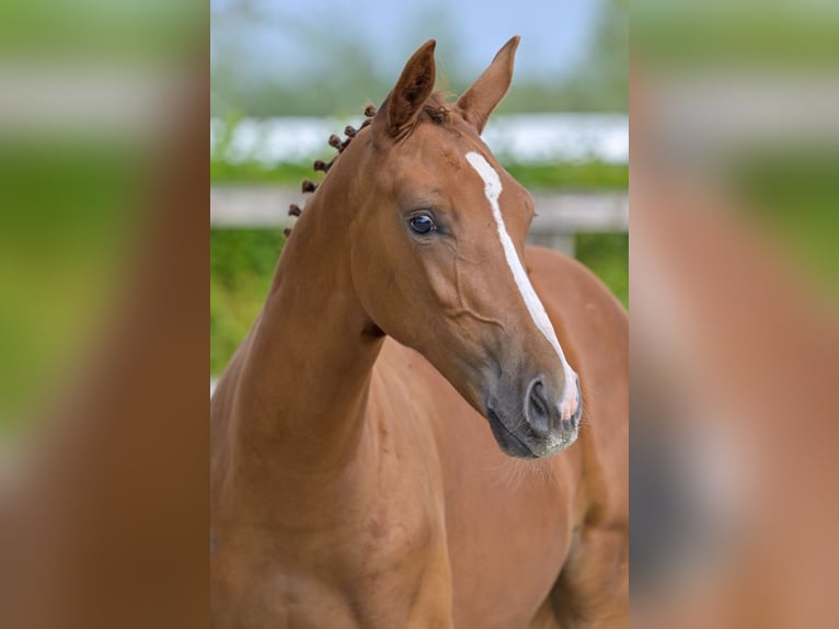 Belgian Warmblood Stallion Foal (03/2024) Chestnut in Oud-Heverlee