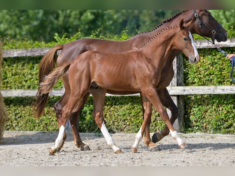 Belgian Warmblood Stallion Foal (04/2024) Chestnut in Oud-Heverlee