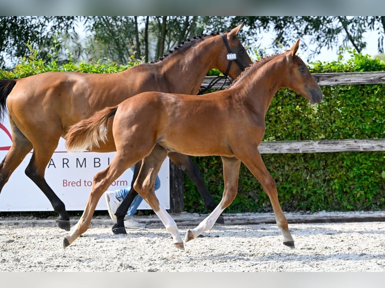 Belgian Warmblood Stallion Foal (05/2024) Chestnut in Oud-Heverlee