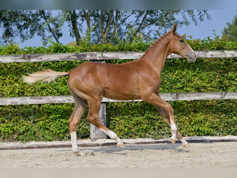 Belgian Warmblood Stallion Foal (04/2024) Chestnut in Oud-Heverlee