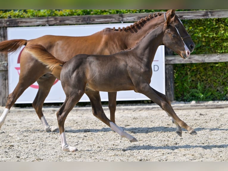 Belgian Warmblood Stallion Foal (06/2024) Chestnut in Oud-Heverlee