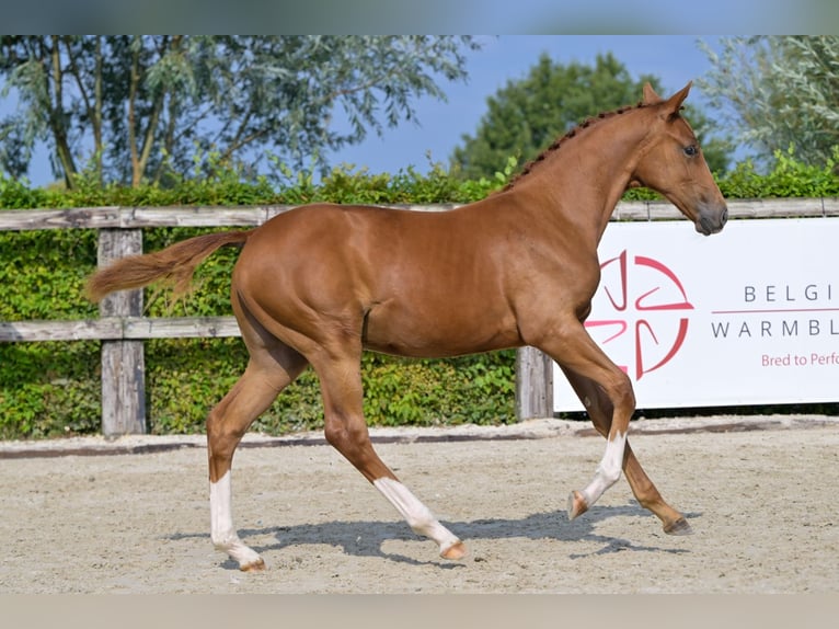 Belgian Warmblood Stallion Foal (03/2024) Chestnut in Oud-Heverlee