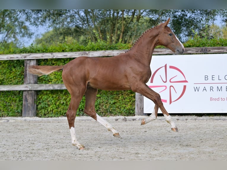 Belgian Warmblood Stallion Foal (04/2024) Chestnut in Oud-Heverlee