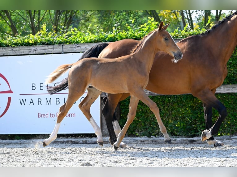 Belgian Warmblood Stallion Foal (05/2024) Chestnut in Oud-Heverlee