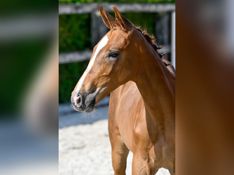 Belgian Warmblood Stallion Foal (05/2024) Chestnut in Oud-Heverlee