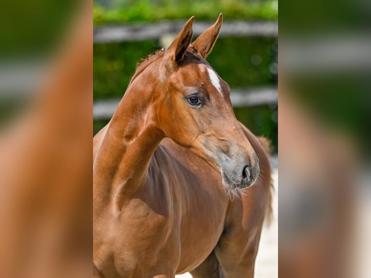 Belgian Warmblood Stallion Foal (05/2024) Chestnut in Oud-Heverlee