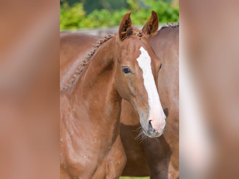 Belgian Warmblood Stallion Foal (04/2024) Chestnut in Oud-Heverlee