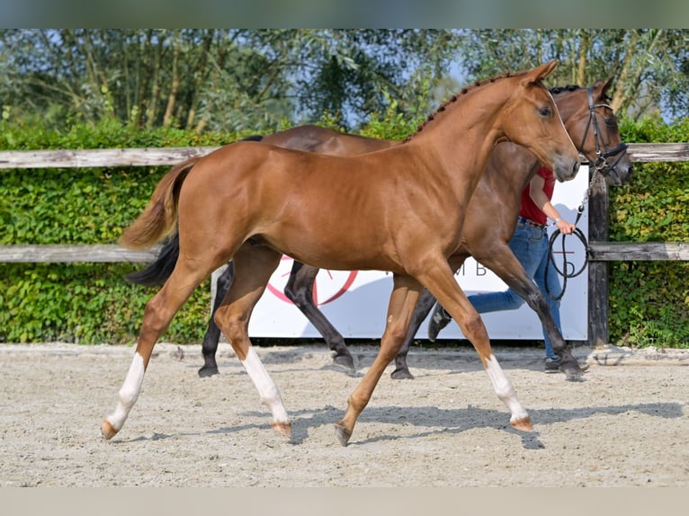 Belgian Warmblood Stallion Foal (03/2024) Chestnut in Oud-Heverlee