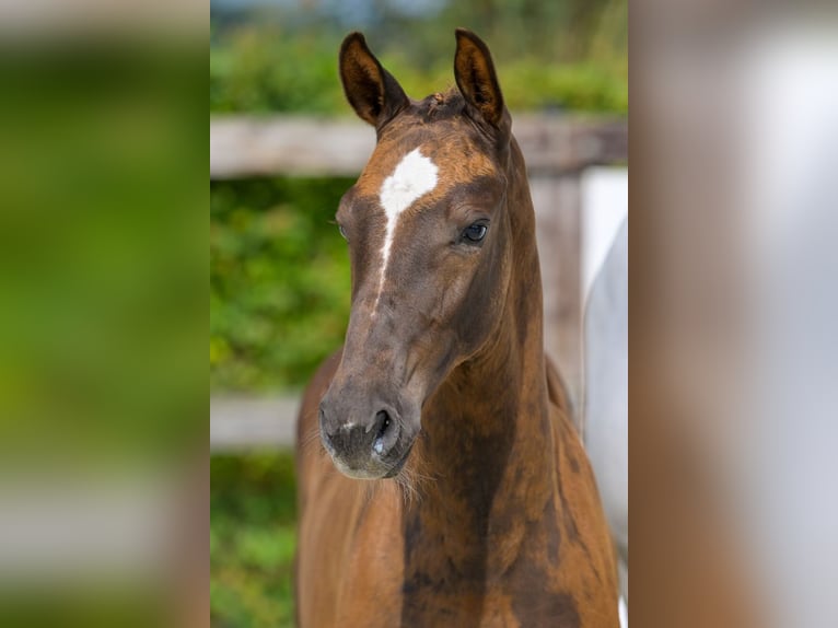 Belgian Warmblood Stallion Foal (05/2024) Chestnut in Oud-Heverlee