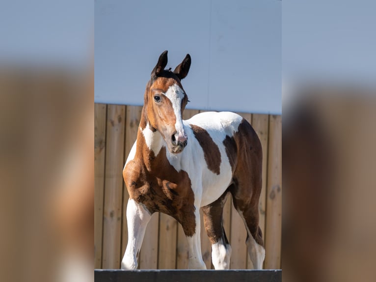 Belgian Warmblood Stallion Foal (06/2025) in GROTE-BROGEL