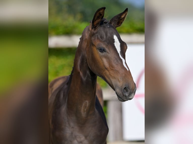 Belgian Warmblood Stallion Foal (05/2024) in Oud-Heverlee