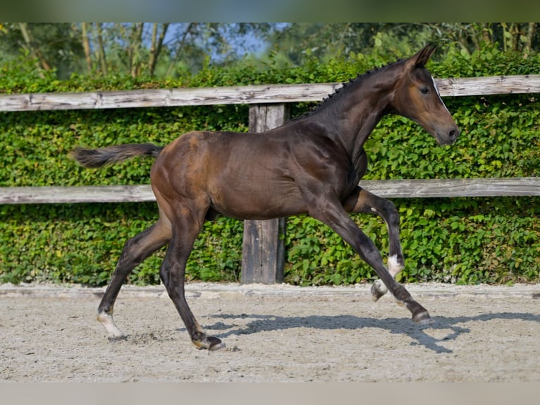 Belgian Warmblood Stallion Foal (05/2024) in Oud-Heverlee