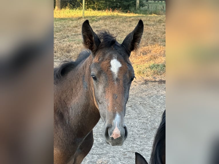 Belgian Warmblood Stallion Foal (05/2026) Grey-Blue-Tan in landegem