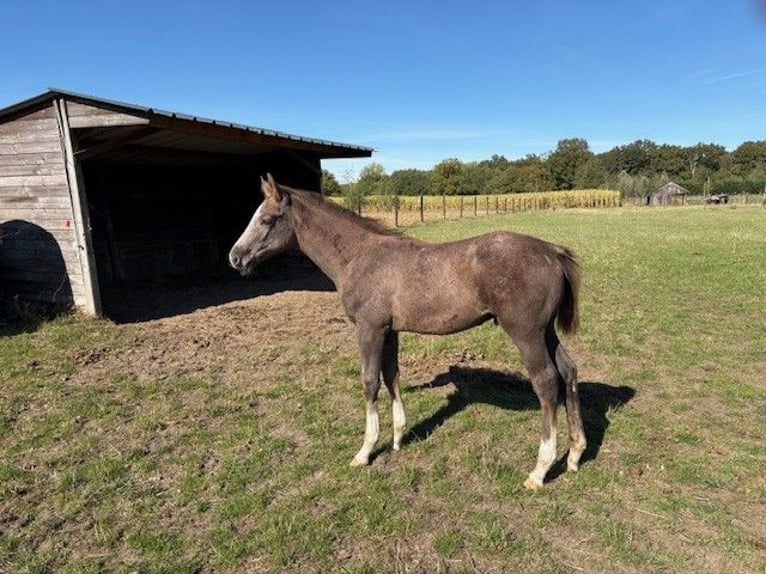 Belgian Warmblood Stallion Foal (07/2025) Grey in Ranst