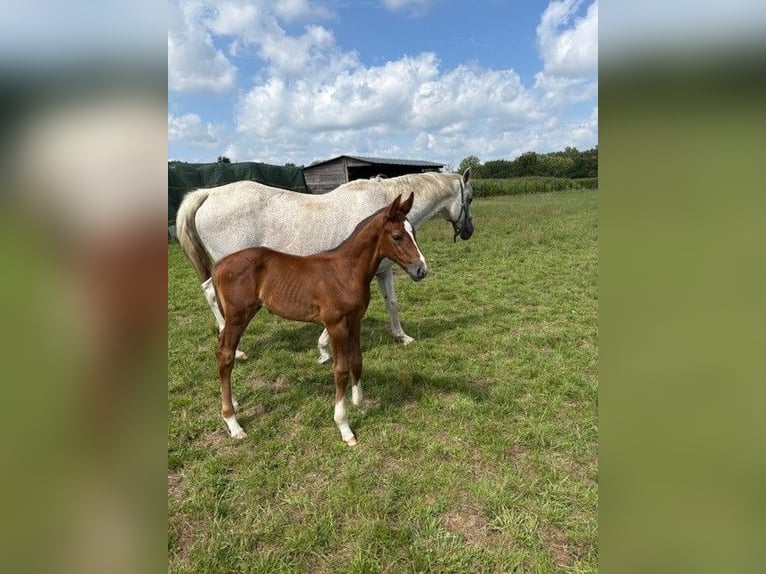Belgian Warmblood Stallion Foal (07/2025) Grey in Ranst
