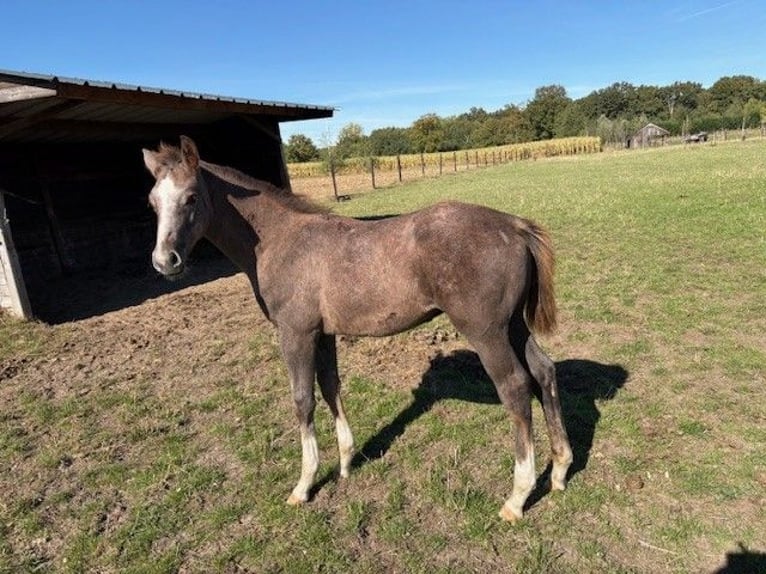 Belgian Warmblood Stallion Foal (07/2025) Grey in Ranst