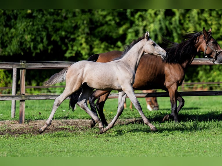 Belgian Warmblood Stallion Foal (04/2026) Grey in Nieuwleusen