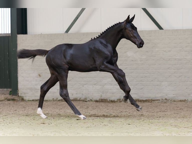 Belgian Warmblood Stallion Foal (03/2026) Palomino in Heerde