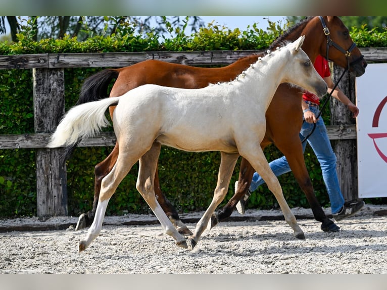 Belgian Warmblood Stallion Foal (04/2024) Palomino in Oud-Heverlee