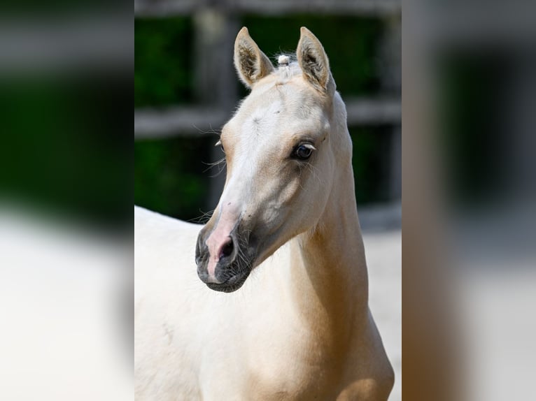 Belgian Warmblood Stallion Foal (04/2024) Palomino in Oud-Heverlee