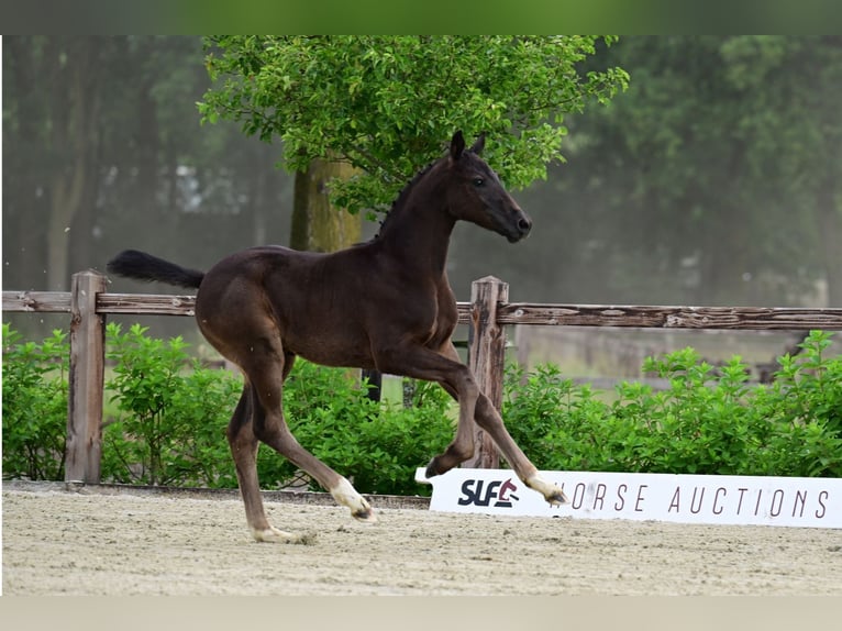 Belgian Warmblood Stallion Foal (04/2026)  in Bladel