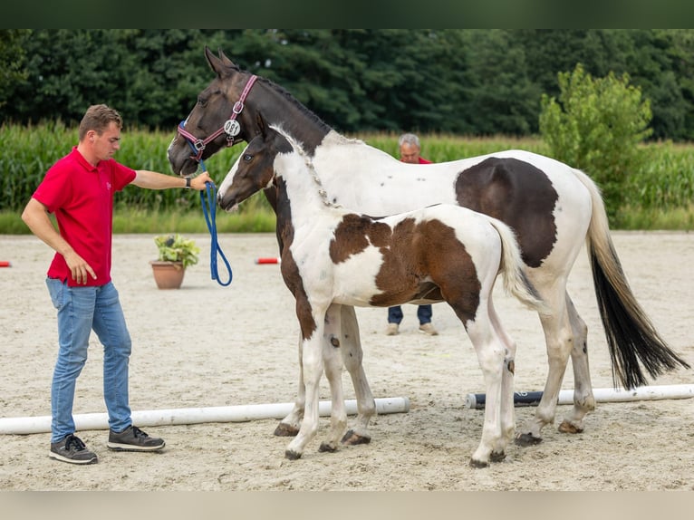 Belgian Warmblood Stallion Foal (04/2025) in GROTE-BROGEL