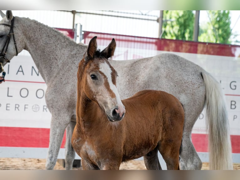 Belgian Warmblood Stallion Foal (04/2026)  in GROTE-BROGEL