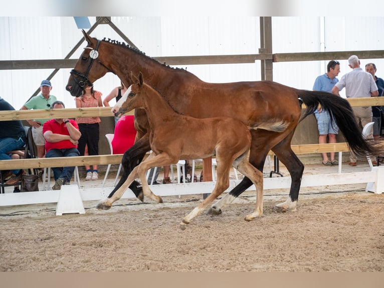 Belgian Warmblood Stallion Foal (05/2026)  in GROTE-BROGEL