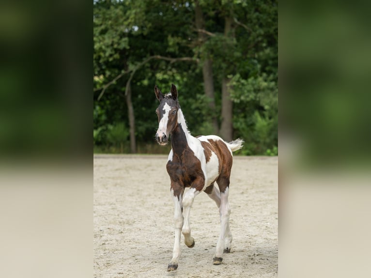 Belgian Warmblood Stallion Foal (04/2025) in GROTE-BROGEL