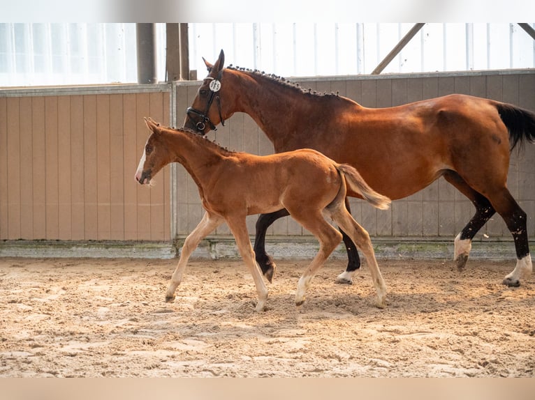 Belgian Warmblood Stallion Foal (05/2026)  in GROTE-BROGEL