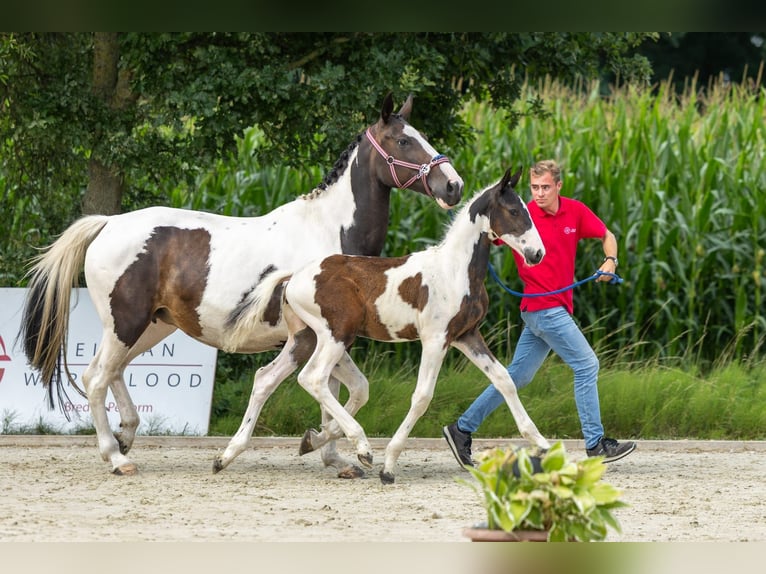 Belgian Warmblood Stallion Foal (04/2025) in GROTE-BROGEL
