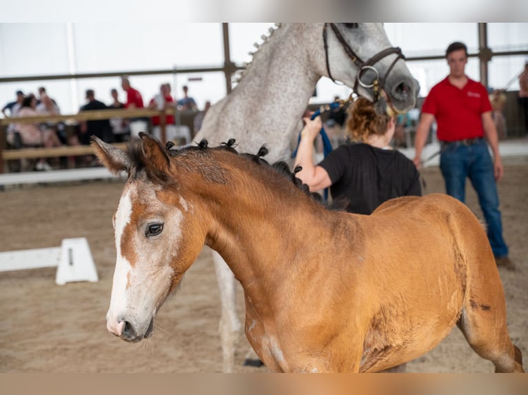 Belgian Warmblood Stallion Foal (04/2026)  in GROTE-BROGEL