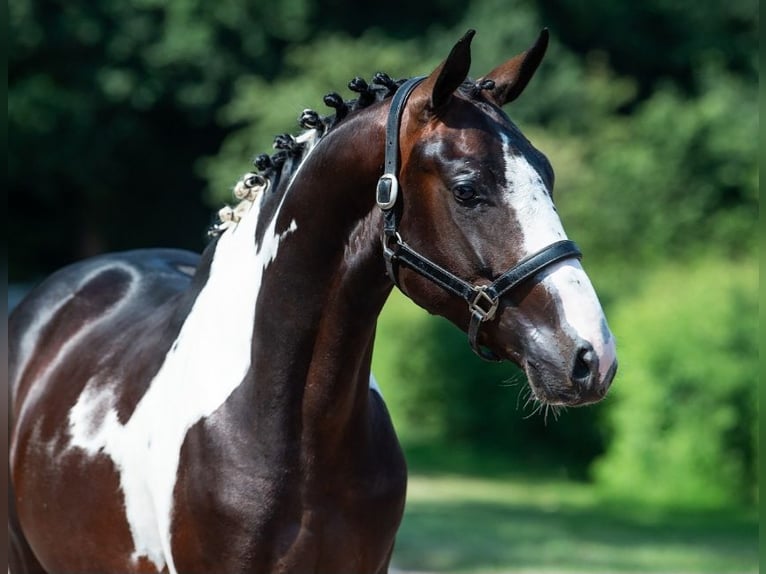 Belgian Warmblood Stallion Foal (05/2026)  in Kaulille