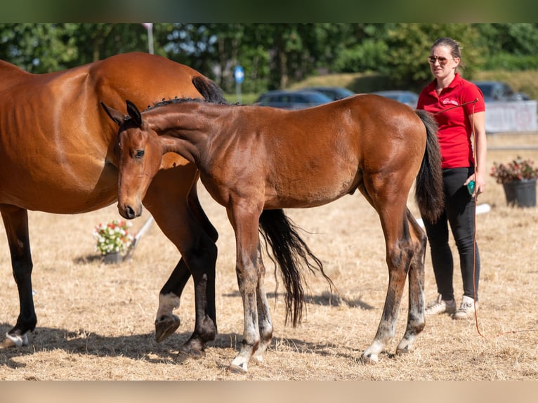 Belgian Warmblood Stallion Foal (04/2026)  in Kaulille