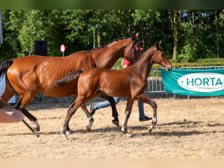 Belgian Warmblood Stallion Foal (04/2026)  in Kaulille