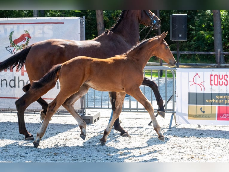 Belgian Warmblood Stallion Foal (05/2026)  in Kaulille