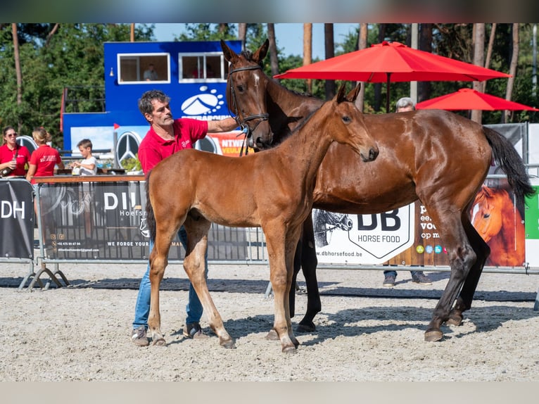 Belgian Warmblood Stallion Foal (05/2026)  in Kaulille
