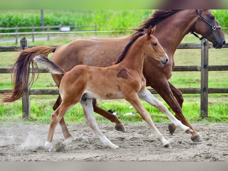 Belgian Warmblood Stallion Foal (06/2025) in Knesselare