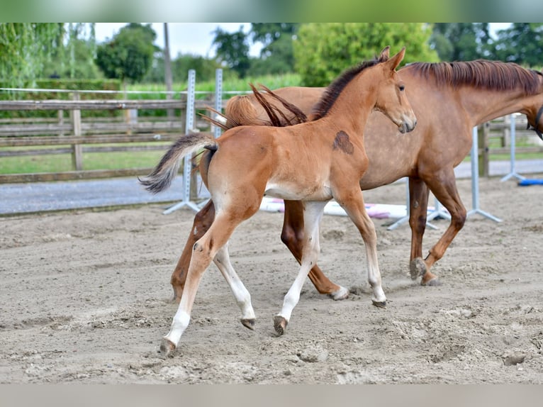 Belgian Warmblood Stallion Foal (06/2025) in Knesselare