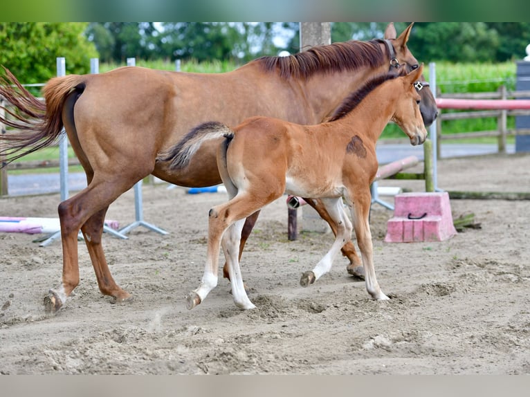 Belgian Warmblood Stallion Foal (06/2025) in Knesselare